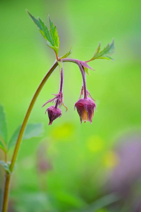 Comment rédiger un avenant au contrat de travail suite à la modification du statut juridique de l'entreprise?